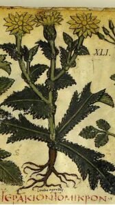 Hymenonema graecum dans le dioscoride