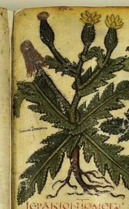 Urospermum picroides dans le dioscoride de naples