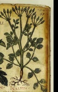Fumaria capreolata L. dans le dioscoride