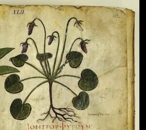 Viola odorata L. dans le dioscoride