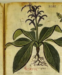 Isatis tinctoria L. das le dioscoride